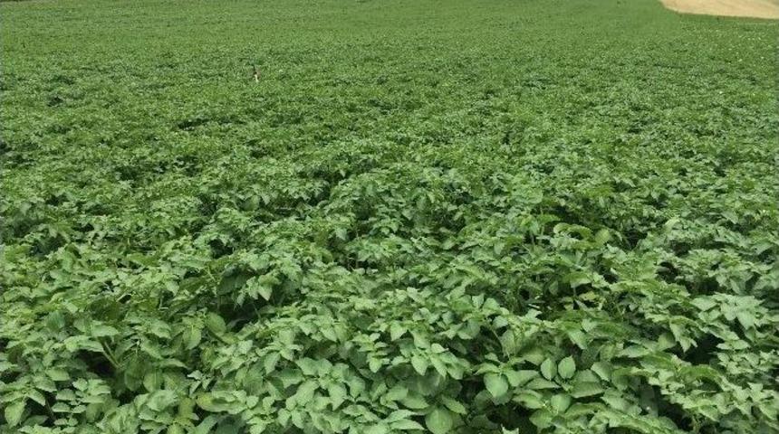 T&uuml;rkiye&rsquo;de İlk Kez Bir &Ouml;zel Sekt&ouml;r Firması Yerli Patates Tohumu Tescil Ettirdi