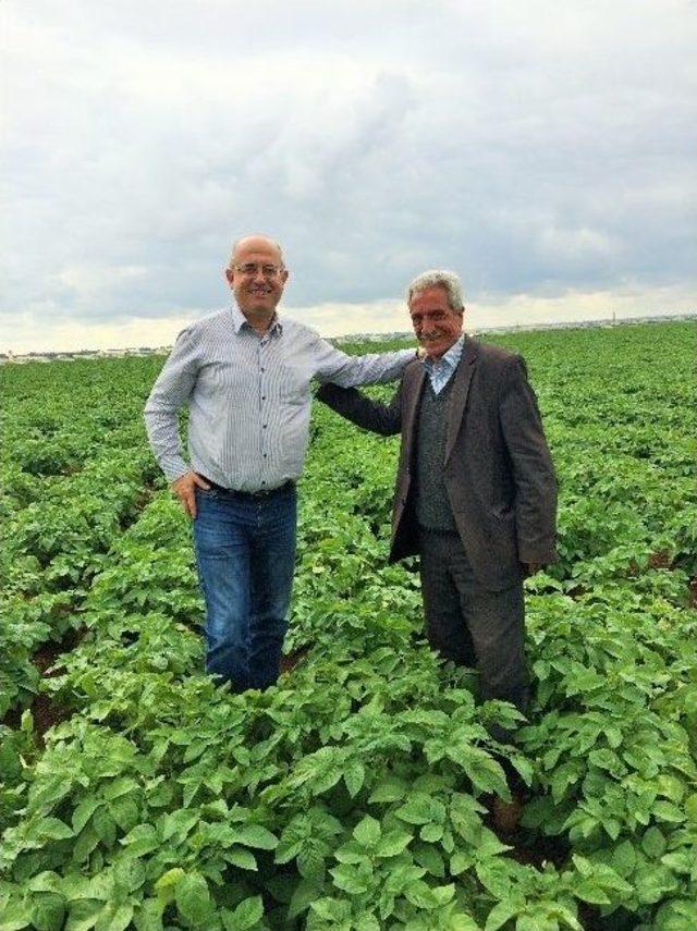 Türkiye’de İlk Kez Bir Özel Sektör Firması Yerli Patates Tohumu Tescil Ettirdi