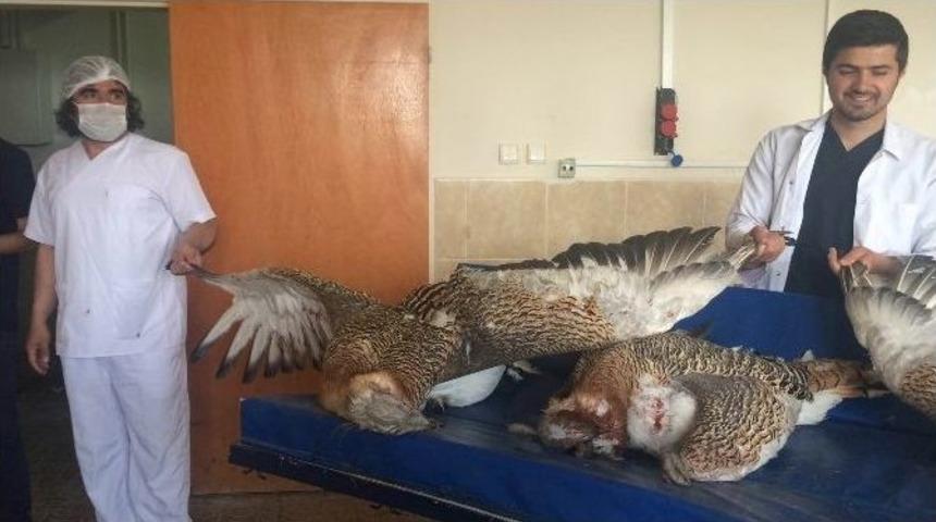 Avcılar Tarafından Vurulan Toy Kuşları Yy&uuml;&rsquo;de