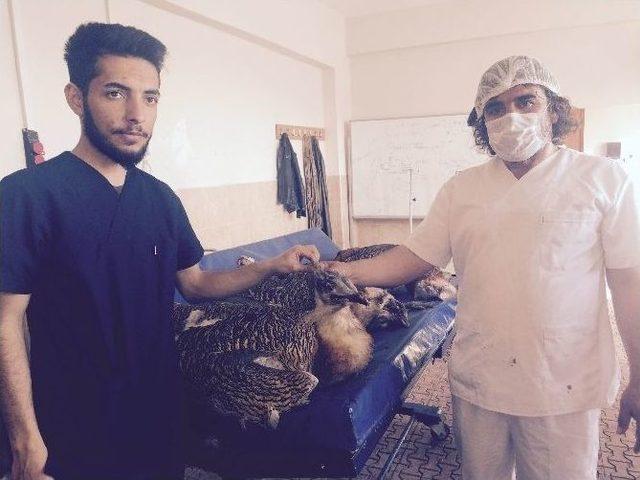 Avcılar Tarafından Vurulan Toy Kuşları Yy&uuml;&rsquo;de 1