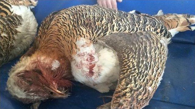 Avcılar Tarafından Vurulan Toy Kuşları Yy&uuml;&rsquo;de 2