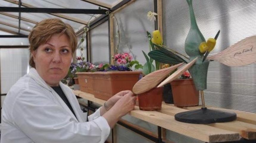 Hurda Malzemelerden Sera Yaptılar