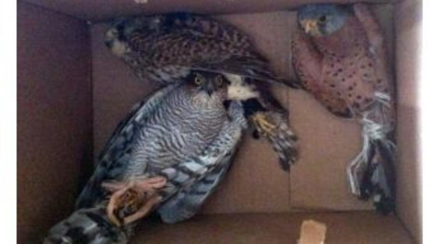 Şahin Ka&ccedil;ak&ccedil;ısı Su&ccedil;&uuml;st&uuml; Yakalandı