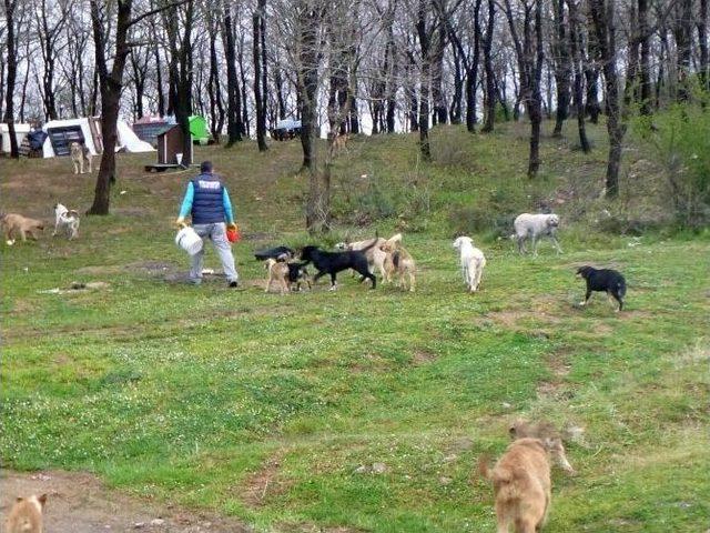 Barınma Ve Yemleme Noktaları Amacına Ulaştı