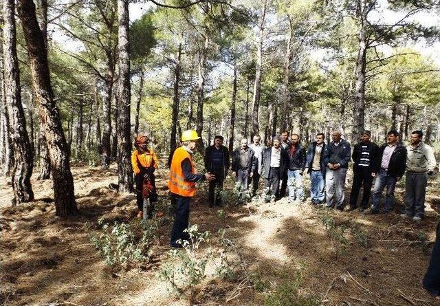 Dinar’da Orman Köylülerine Ağaç Kesme Ve Boylama Operatörlüğü Eğitimi