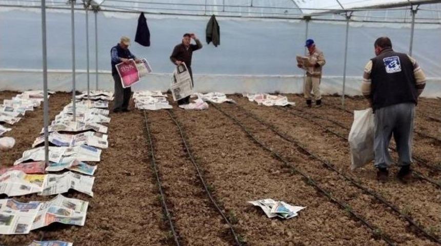 Seracılar Domates Fidelerinin Donması İ&ccedil;in İlgin&ccedil; Teknikler Geliştirdi