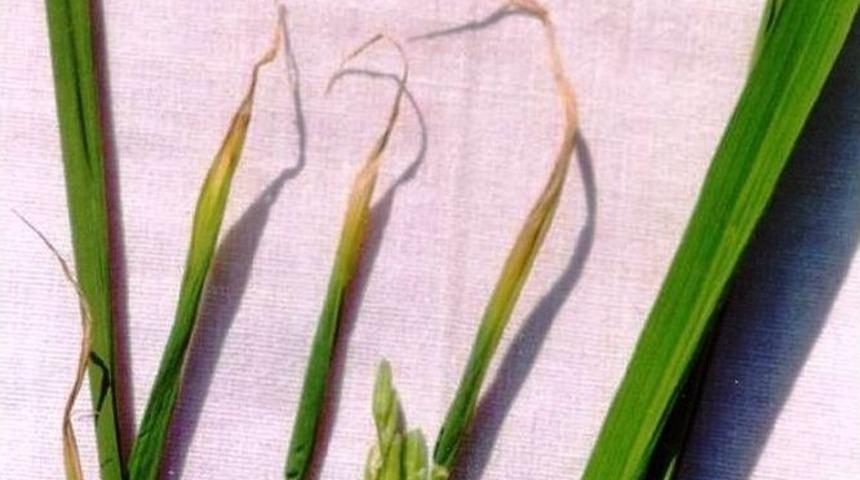 &lsquo;&ccedil;eltik Beyaz U&ccedil; Nematodu&rsquo;na Dikkat