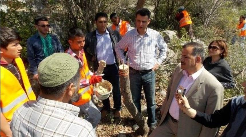 Orman B&ouml;lge M&uuml;d&uuml;rl&uuml;ğ&uuml; Yabani Zeytinleri Aşılıyor
