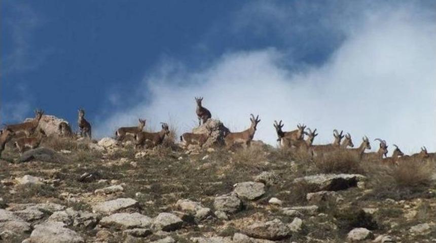 Adıyaman&rsquo;da Av Turizmde Rekor Gelir