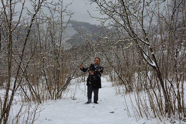 Zamansız Yağan Kar Fındık &Uuml;reticisini Endişelendiriyor 2