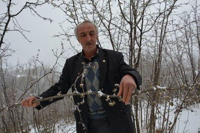 Zamansız Yağan Kar Fındık &Uuml;reticisini Endişelendiriyor 3
