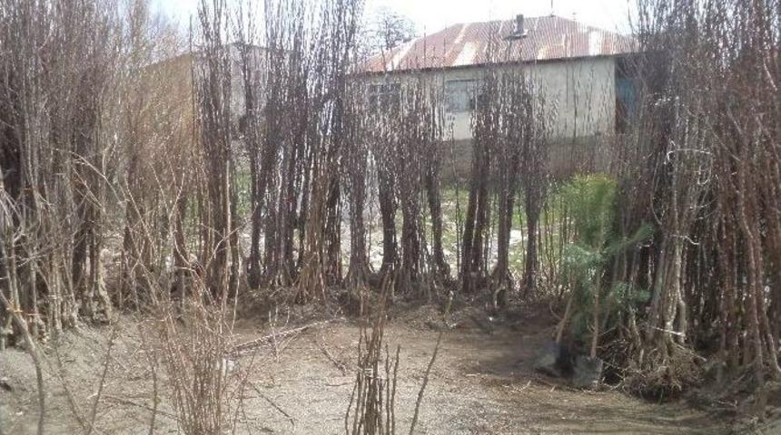 Varto&rsquo;da Fidan Satışları Başladı