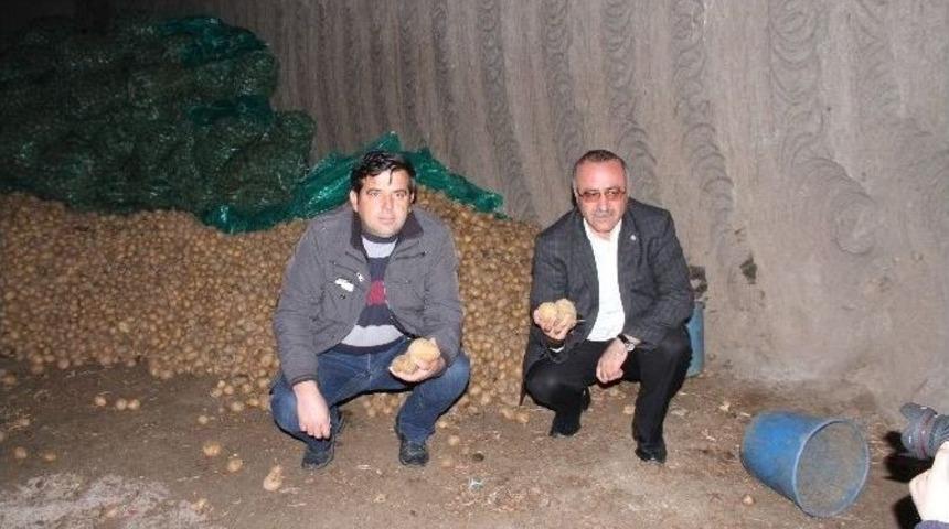 Patates Fiyatlarında Artış