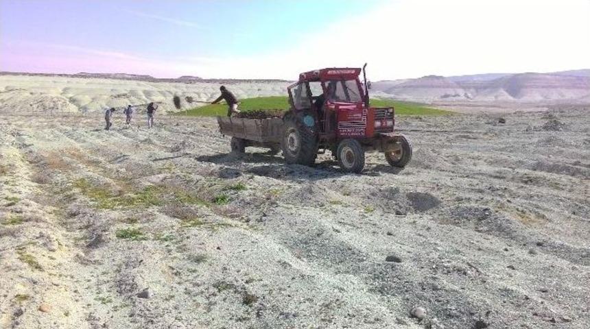 Beypazarı Kapari &Uuml;retiminde &Ouml;rnek Olacak
