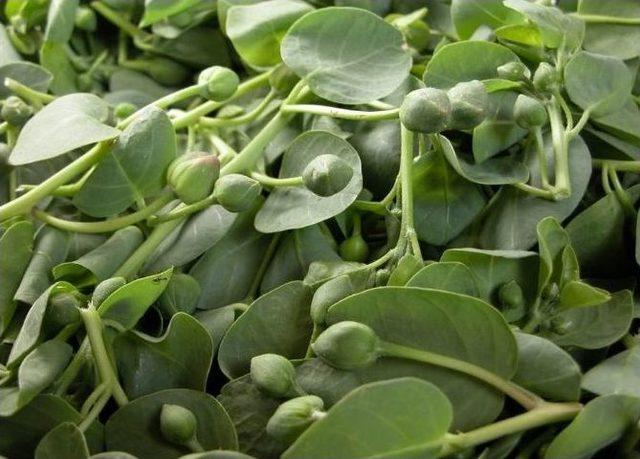 Beypazarı Kapari Üretiminde Örnek Olacak 1