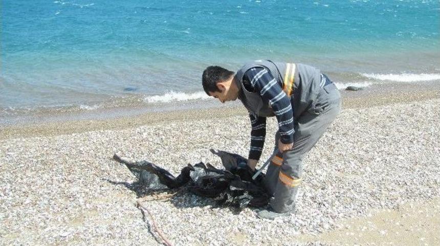 Adrasan Sahilinde Temizlik Yapıldı