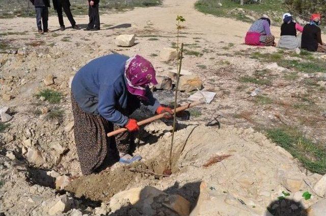 -korkuteli’de Yeşil Kuşak Ağaçlandırma Projesi Hayata Geçti