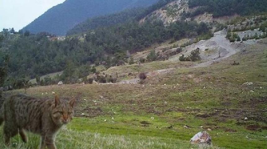 Soma'da Yaban Kedisi G&ouml;r&uuml;nt&uuml;lendi