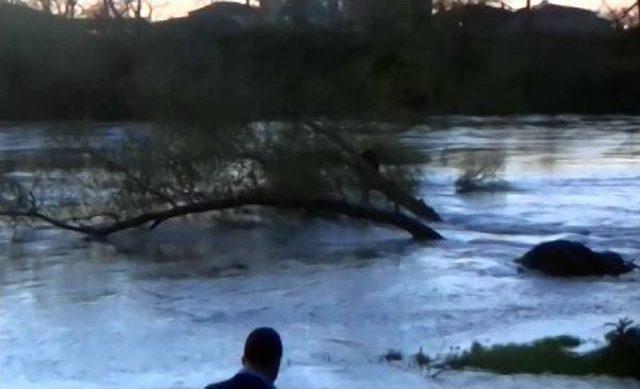 İntihar Etmek Için Sakarya Nehri'ne Atladı, Yüzerek Ağaca Tutundu