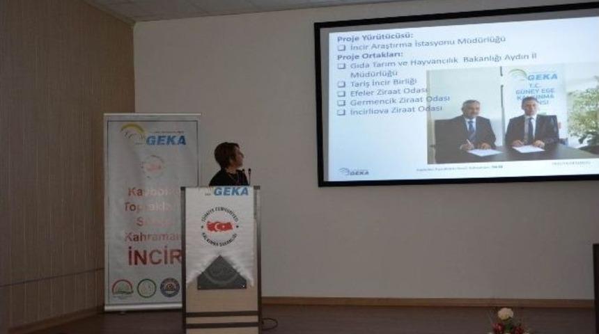 &rsquo;kaybolan Toprakların Sessiz Kahramanı: İncir&rsquo; Projesi Her Şeyiyle Hazır