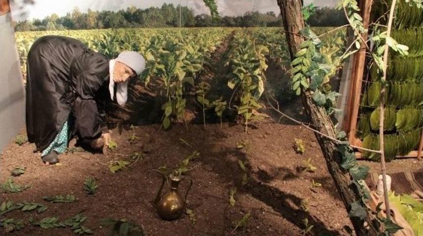 Samsun T&uuml;t&uuml;n &Uuml;retiminde T&uuml;rkiye &Uuml;&ccedil;&uuml;nc&uuml;s&uuml;