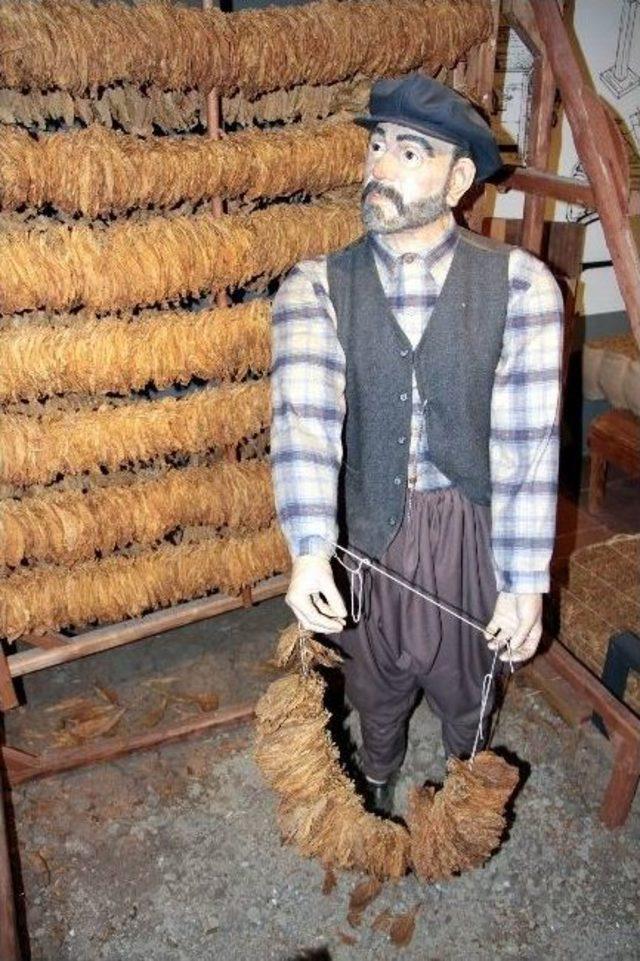 Samsun T&uuml;t&uuml;n &Uuml;retiminde T&uuml;rkiye &Uuml;&ccedil;&uuml;nc&uuml;s&uuml; 1