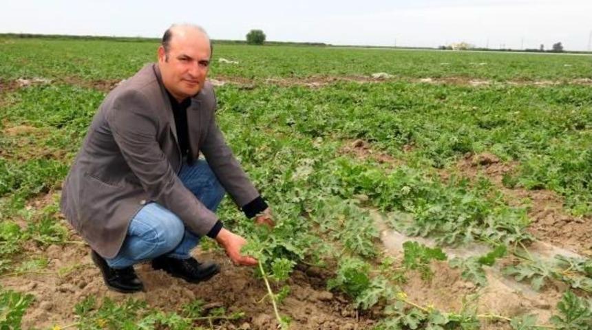 &Ccedil;ukurova Karpuzuna İran Darbesi