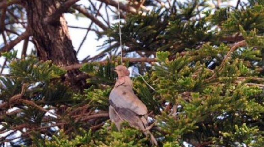Boynundaki Ip Ağaca Dolanan Kumru Telef Oldu