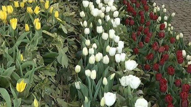 İstanbul da  lale Festivali  Başladı 3