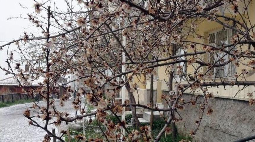 Yozgat&rsquo;ta Meyve Ağa&ccedil;larını Soğuk Vurdu