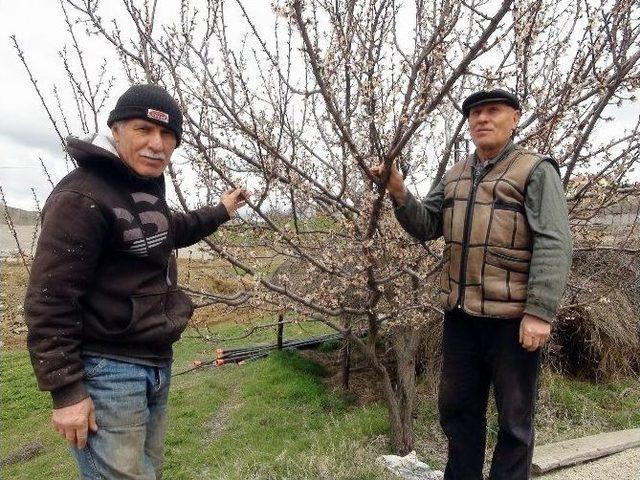 Yozgat’ta Meyve Ağaçlarını Soğuk Vurdu