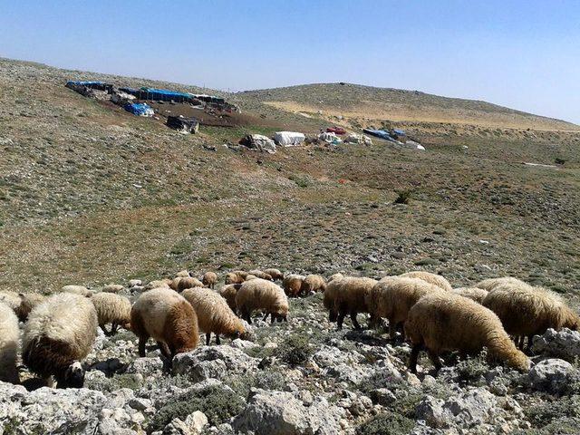 'Hayvancılığı geliştirme planları bir an önce yapılmalı'