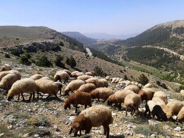 'Hayvancılığı geliştirme planları bir an önce yapılmalı'