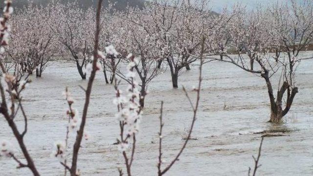 Hes'e Su Taşıyan Kanal Patladı, Kayısı Ağaçları Su Altında Kaldı