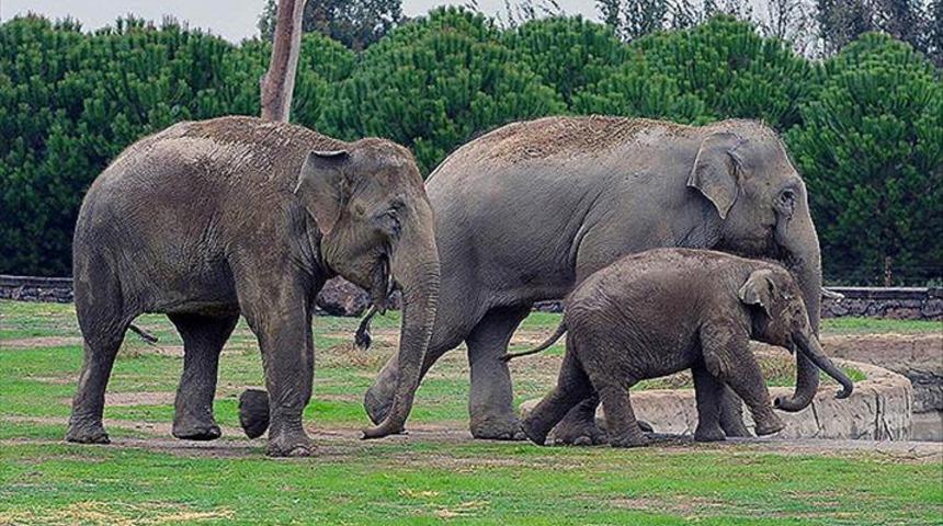 Fillerin doğal yaşam alanları hangi kıtalardır? (Hadi ipucu)