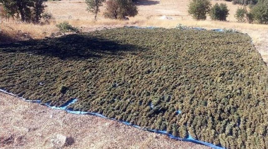 (&ouml;zel Haber) Uyuşturucu Operasyonlarında İlgin&ccedil; Ger&ccedil;ekler