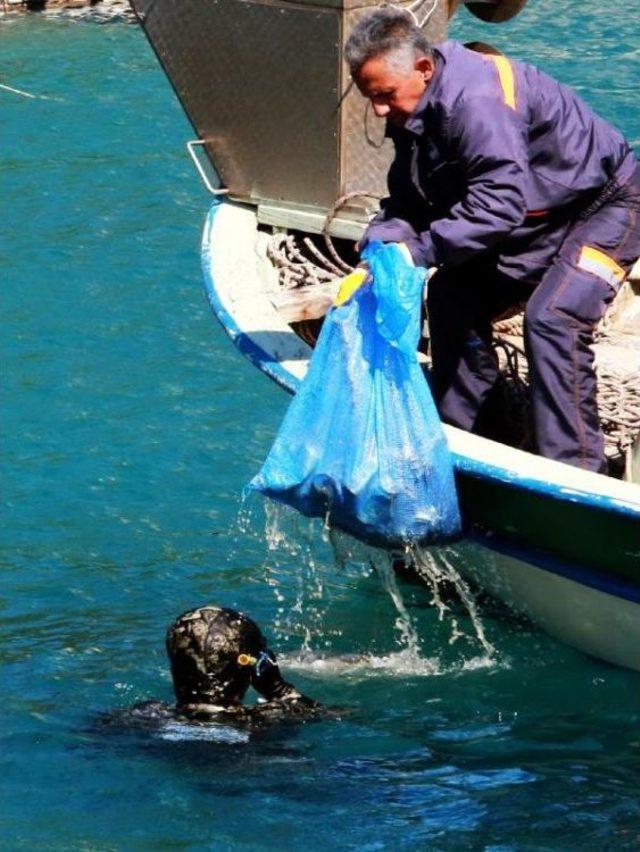 Bunlar 4 Mavi Bayraklı Koyda Denizden Çıkarıldı