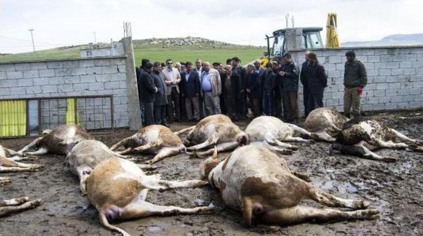 Ahırdaki 26 B&uuml;y&uuml;kbaş Hayvan Telef Oldu