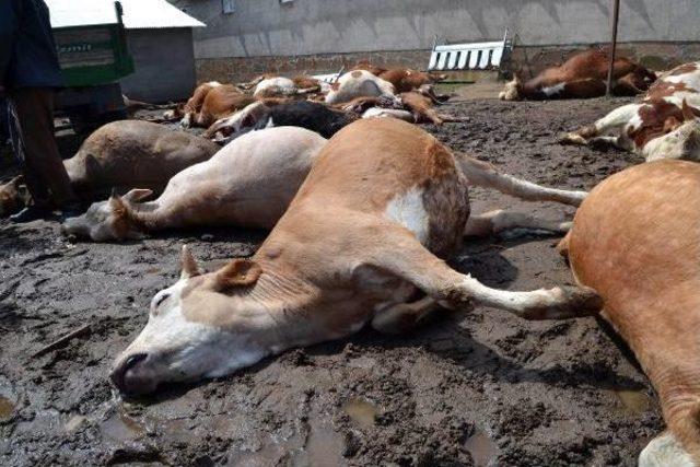 Ahırdaki 26 B&uuml;y&uuml;kbaş Hayvan Telef Oldu 1