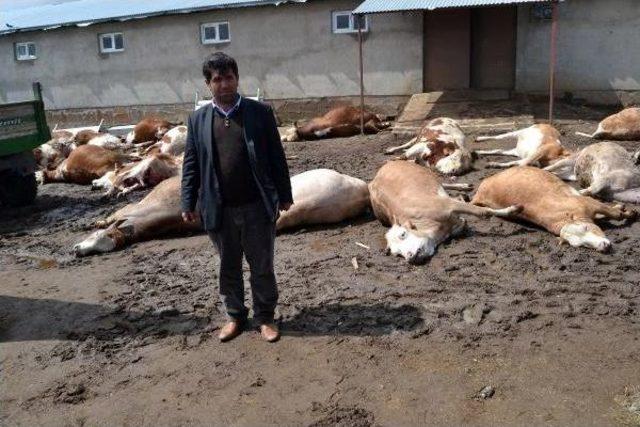 Ahırdaki 26 B&uuml;y&uuml;kbaş Hayvan Telef Oldu 2