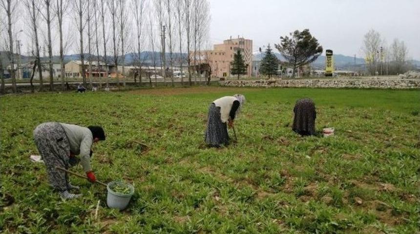 Hisarcık&rsquo;ta Haşhaş Bereketi