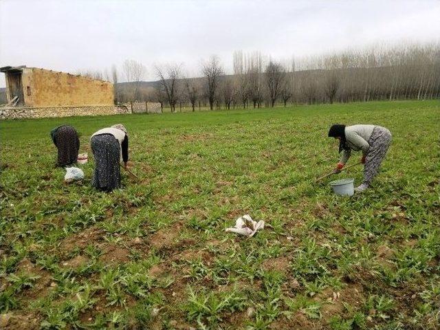 Hisarcık’ta Haşhaş Bereketi