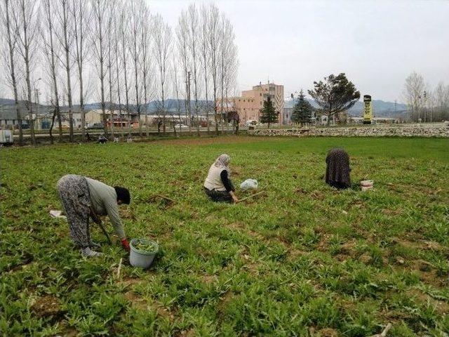 Hisarcık’ta Haşhaş Bereketi