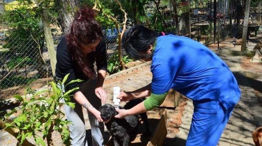 Haydos&rsquo;dan Sanal Ortamda Ve Pet-shoplarda Hayvan Satışına Tepki