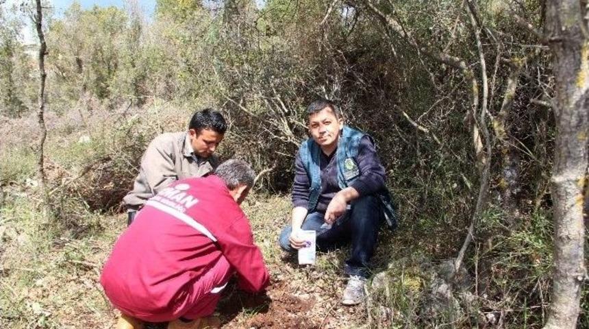 &Ccedil;alınan Orkideler Ait Oldukları Yere Geri Dikildi