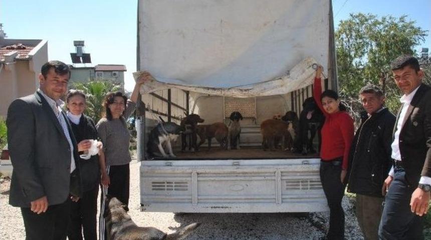 Demre&rsquo;de Sokak K&ouml;pekleri Kısırlaştırıldı