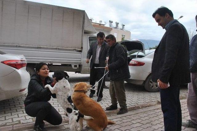 Demre’de Sokak Köpekleri Kısırlaştırıldı