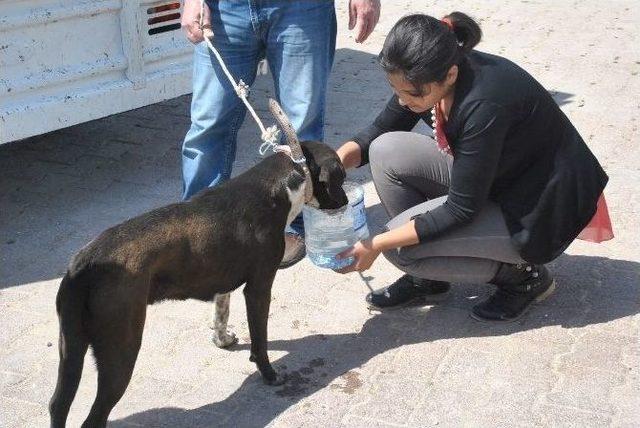 Demre’de Sokak Köpekleri Kısırlaştırıldı