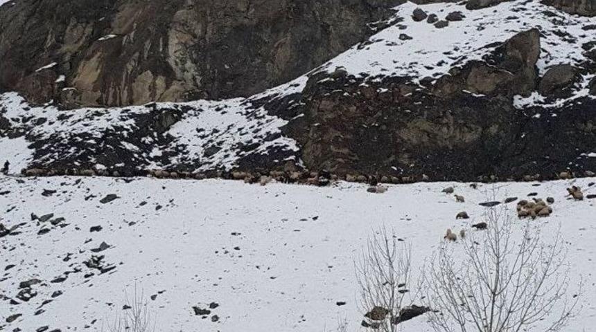 Kar Yağışı Nedeniyle Mahsur Kalan K&uuml;&ccedil;&uuml;kbaş Hayvanlar Kurtarıldı