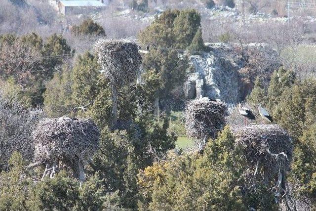 Elektrik Telleri Leylekler İçin Tehlike Oluşturuyor